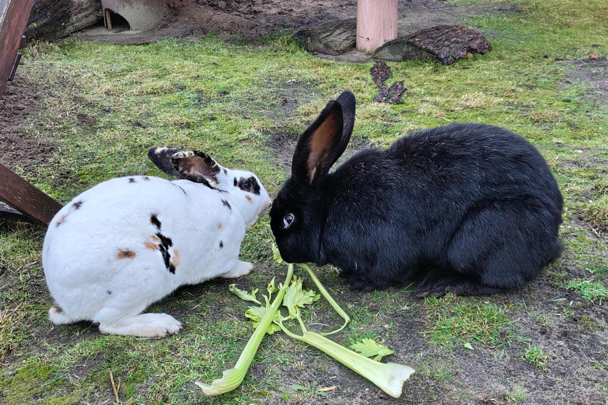Hoeve Megusta Vlimmeren Bagian luar foto